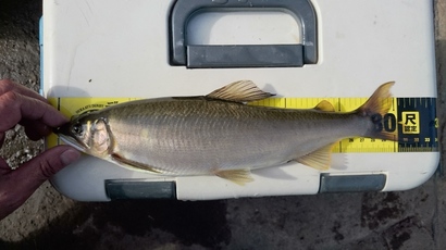 玖珠川 32.3cm 340g 9月19日.jpg